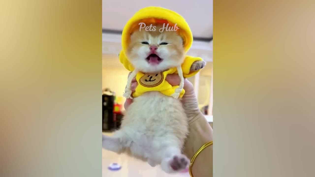 Cute Cats and Dogs