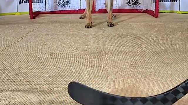 Get this dog an NHL contract