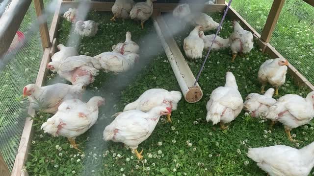 Meat Birds Getting Big 06.2022