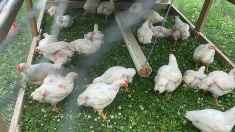 Meat Birds Getting Big 06.2022