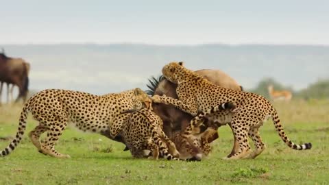 Cheetah Vs. Wildebeest