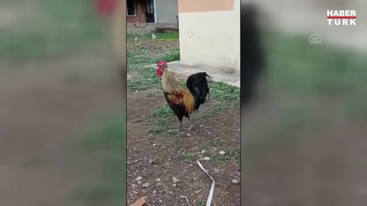 Rooster Fainting.