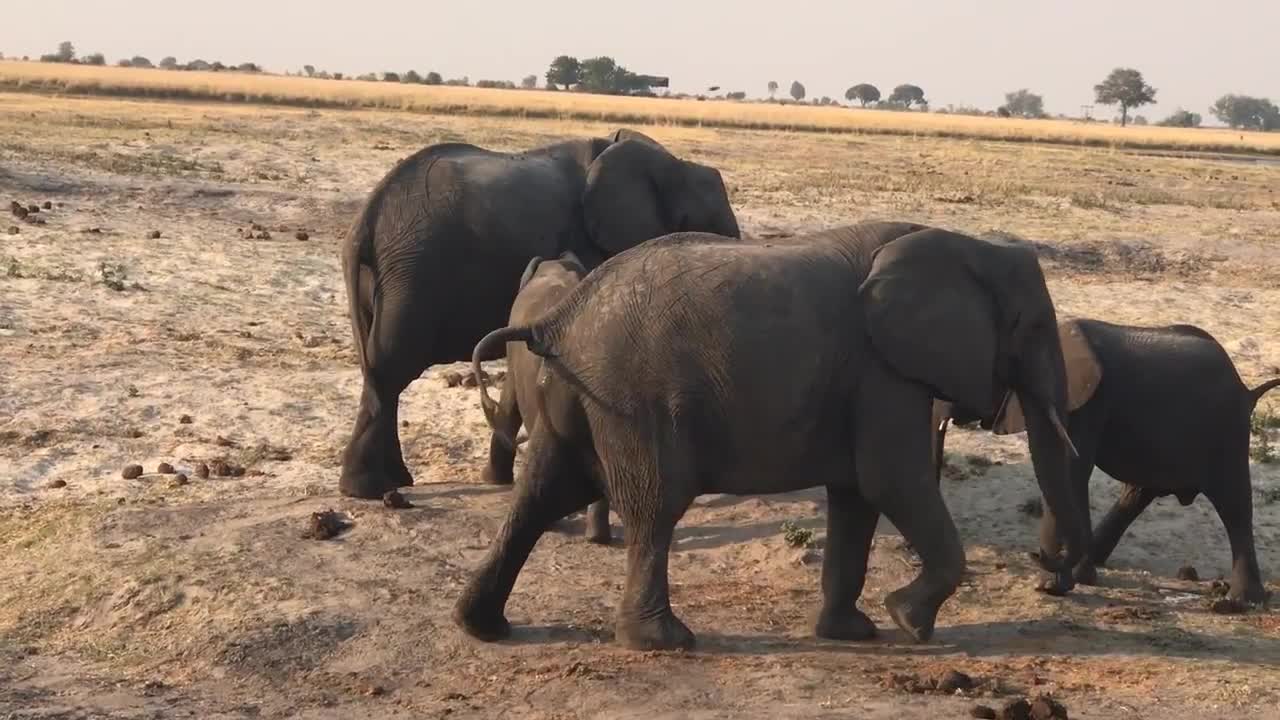 Live elephant birth