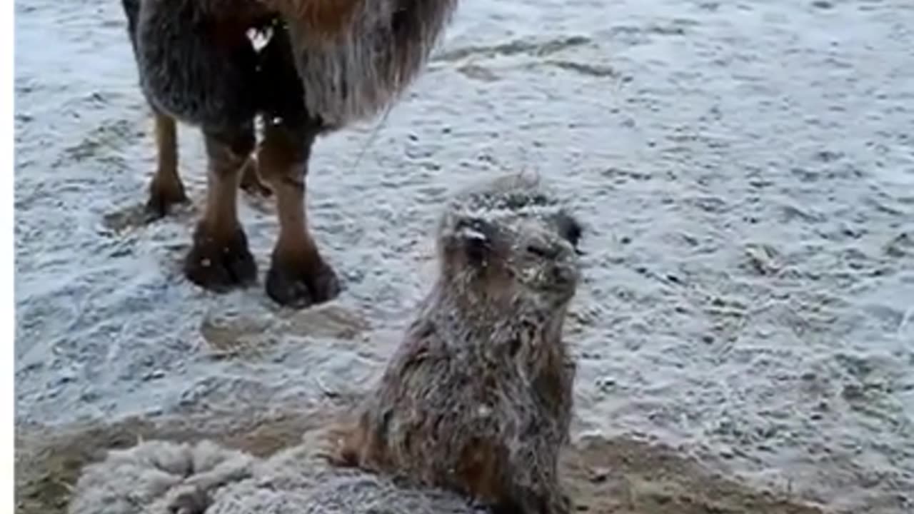 This guy knew exactly what he had to do to save this trapped camel! 👏