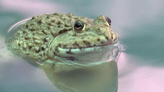 Close-up frog in a water.