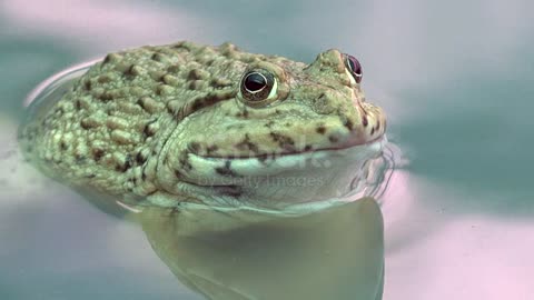 Close-up frog in a water.