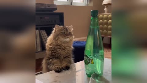 Funny animals - Funny cats dogs - Funny animal videos 5