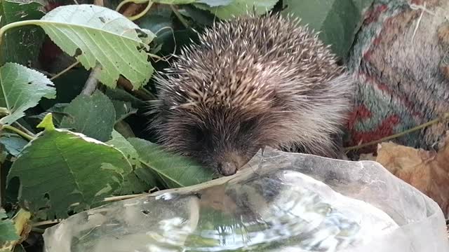 The hedgehog quenches his thirst in the heat