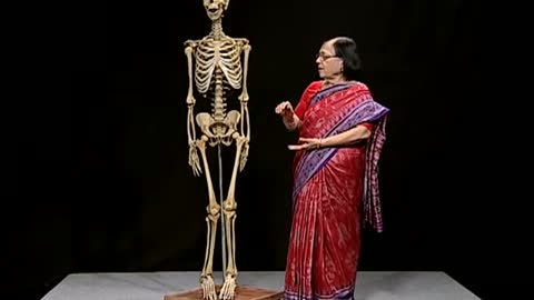 HUMAN SKELETAL SYSTEM