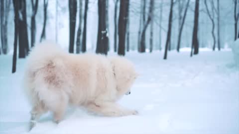 Most Beautiful Dog playing in the snow