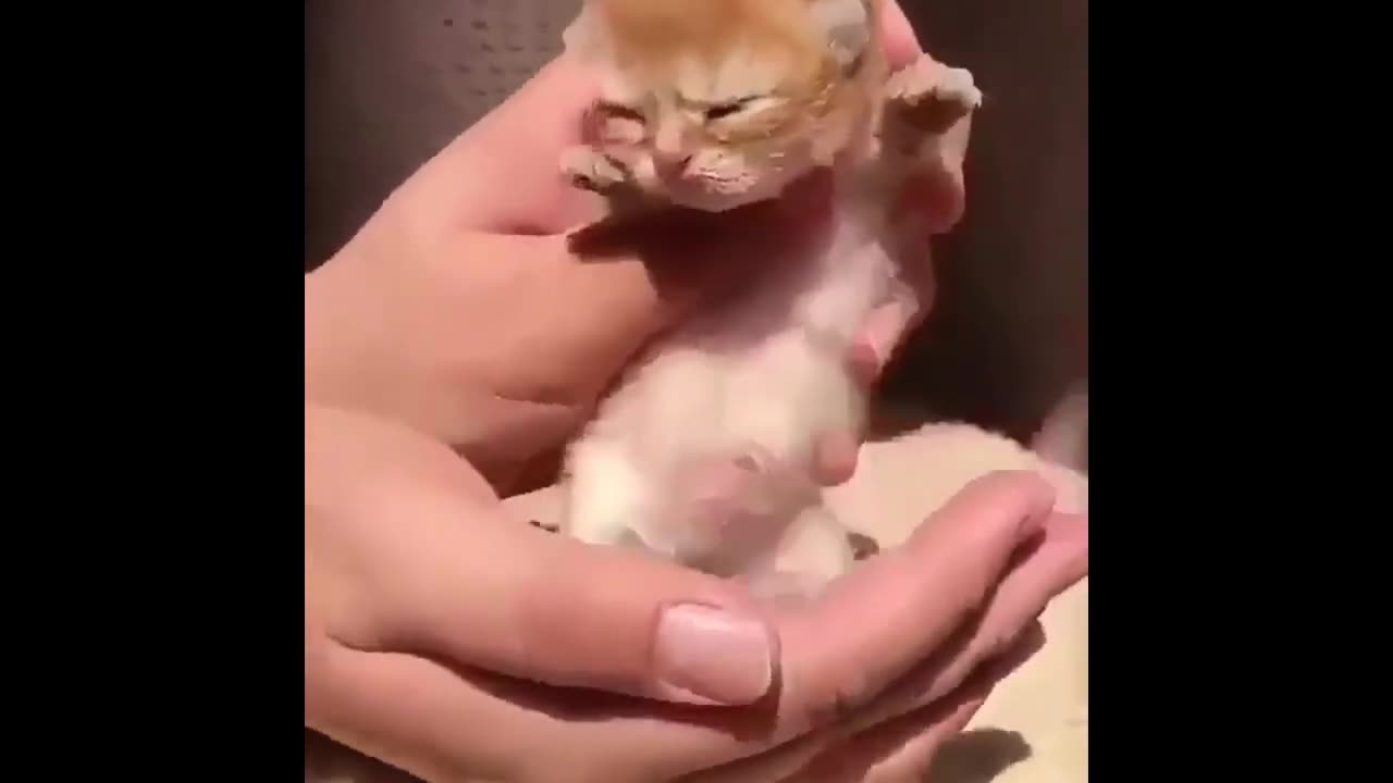 Funny cats compilation video #1