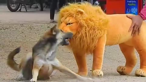 Funny with animal