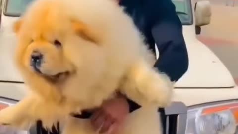 WORLD CUTEST AND ADORABLE CHOW CHOW DOG