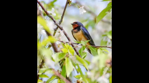 Swallow