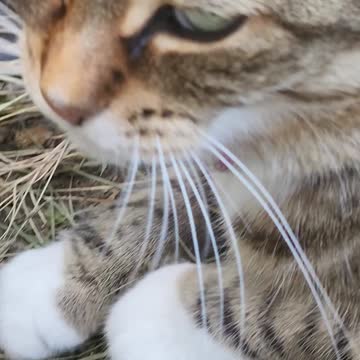 SINGING ~Music helps me Calm my CNS and BRAIN