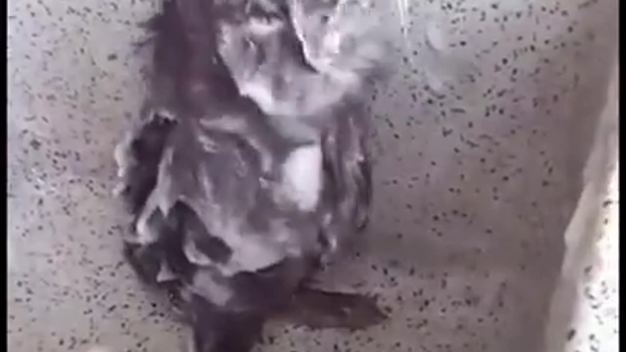 Funny Rat bathing dance video