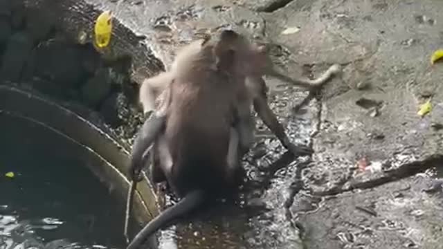 Monkeys playing