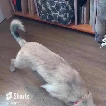 Luna is having fun, old video ;-)