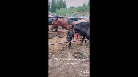 Horse TikToks That Went Viral! #5