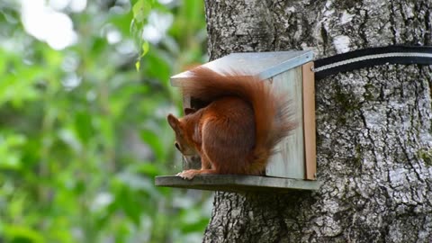 Squirrel eating