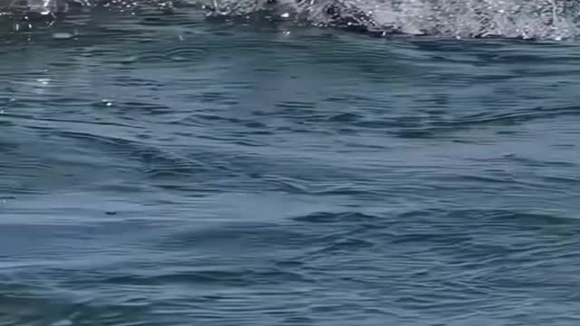 This osprey catches a fish in a matter of ten seconds and he catches a big fish