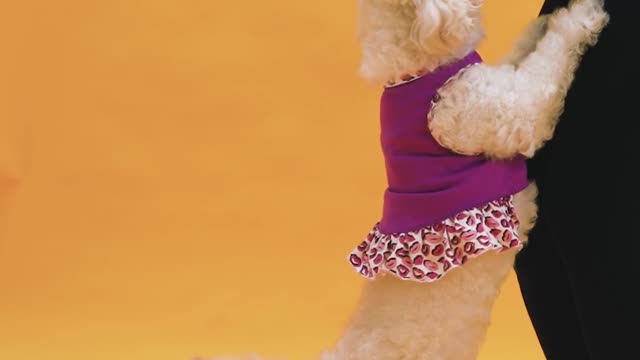 THE DOG STAND LIKE A MAN
