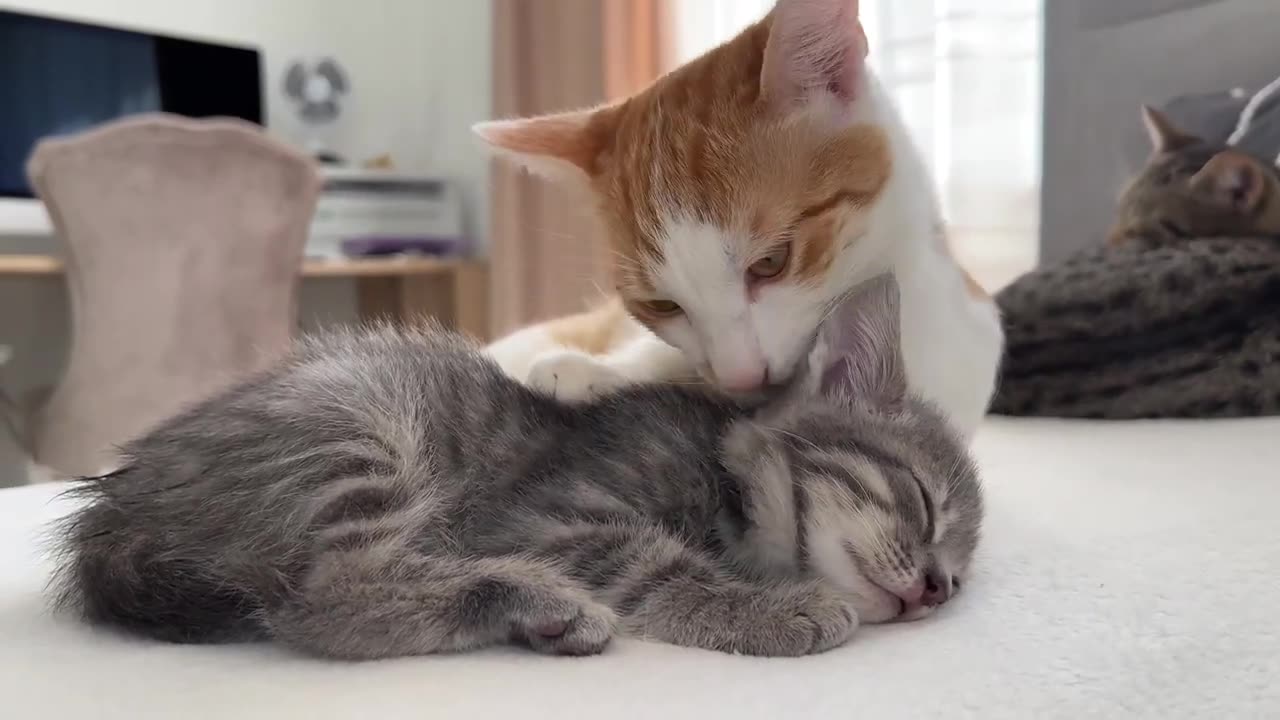 Cute cat, cute animal, cute relationship
