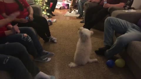 Playful Puppy Jumps Up High To Play With A Balloon