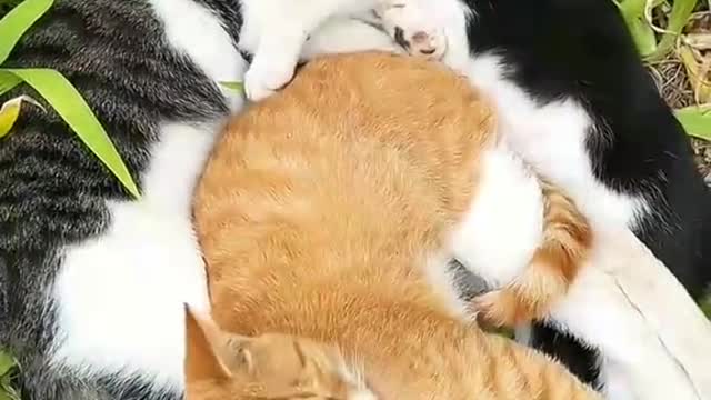 It seems a cat has disturbed someone's dreams๐๐๐