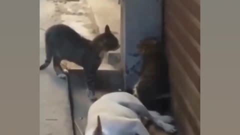 Funny videos Dog🐕🐕 and Cat🐈🐈