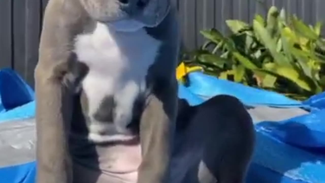 funny cute dogs