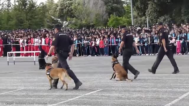 15 Best Trained Dogs in The World!