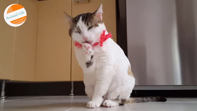 Cute Cat Can Clean