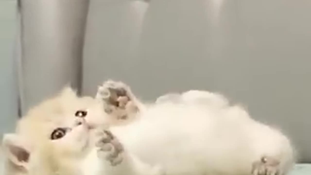 Cute animals 🥰🥺