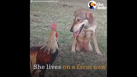 Blind And Deaf Rescue Dog Doesn't Know She's Any Different + Inspiring Dog Rescues | The Dodo Top 5