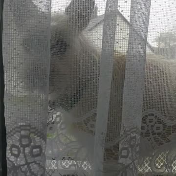 Luna fav place 💚🐕🤍