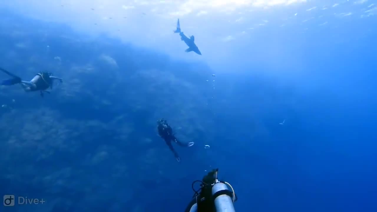 shark attacks diver 😱😱😱