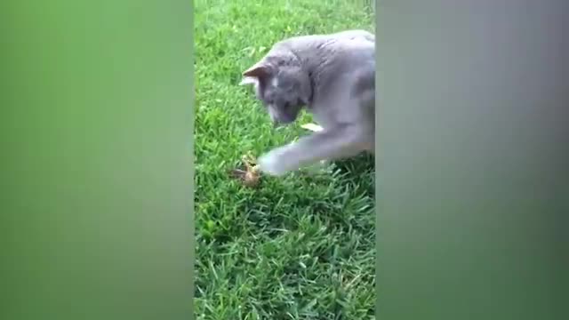 Try Not To Laugh | Funny Cat Videos | #catvideos #funny