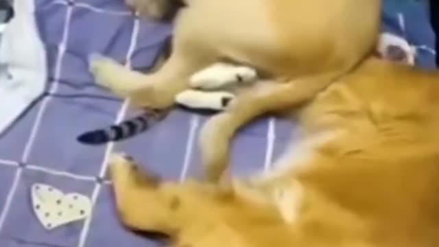 Funniest Cat And Dogs 😂 Funny Animal Videos 2022