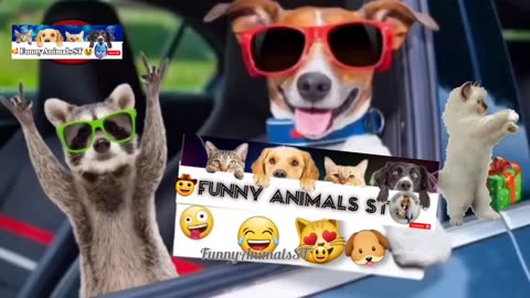 Funniest Cat and Dog videos 😻Best Funny Animals Videos in 2023 @FunnyAnimalsST #animals #cute #27