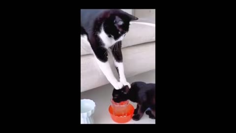 Cat drink a water