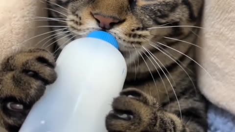 Funny and cute 🥰 🥺 🥺 🥺 Cat videos