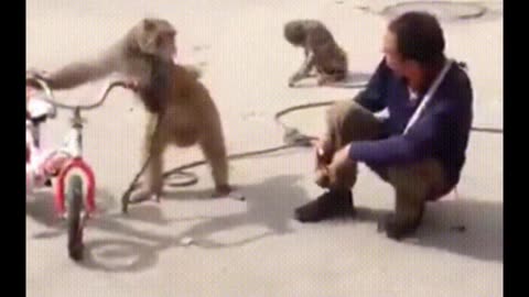 FUNNIEST MONKEY 😂🤣😂