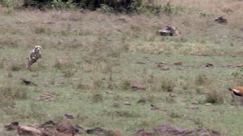 Cheetah - Fastest Running Animal