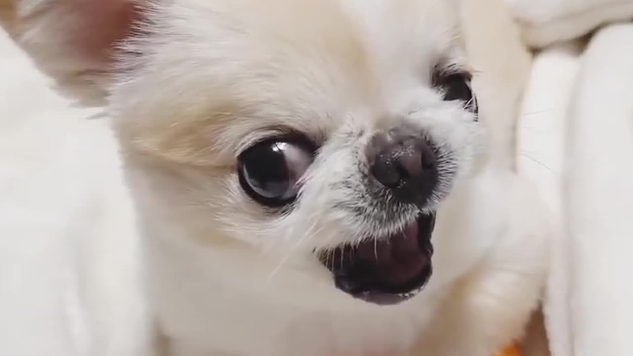 Cute dog