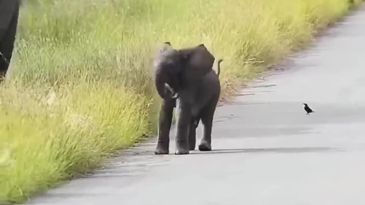 🥰🥰🥰cute elephant baby plays its self with joyful 💕