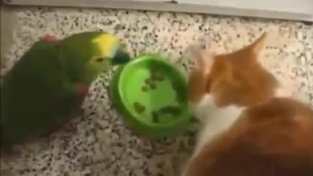 Funny cats doing hilarious things