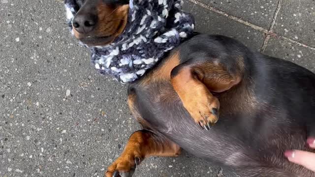 Funny Sausage Dog at Cafe having puppucino