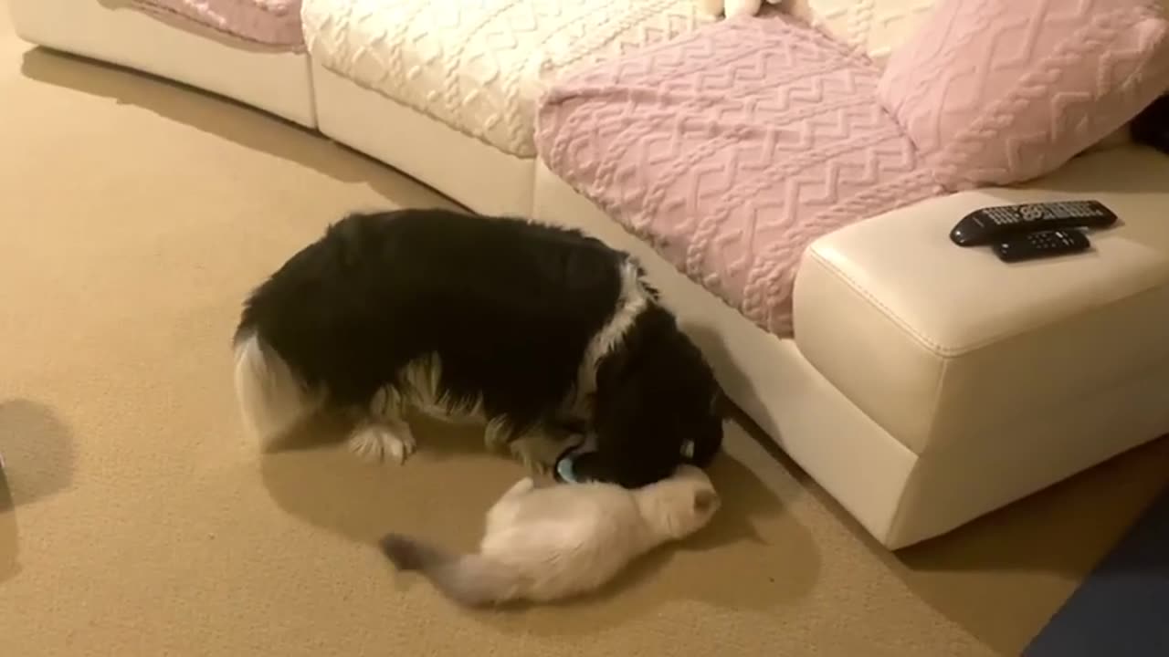 Giant Newfy, Cute Cavalier and Ragdoll Kitten are the perfect combination to brighten your day