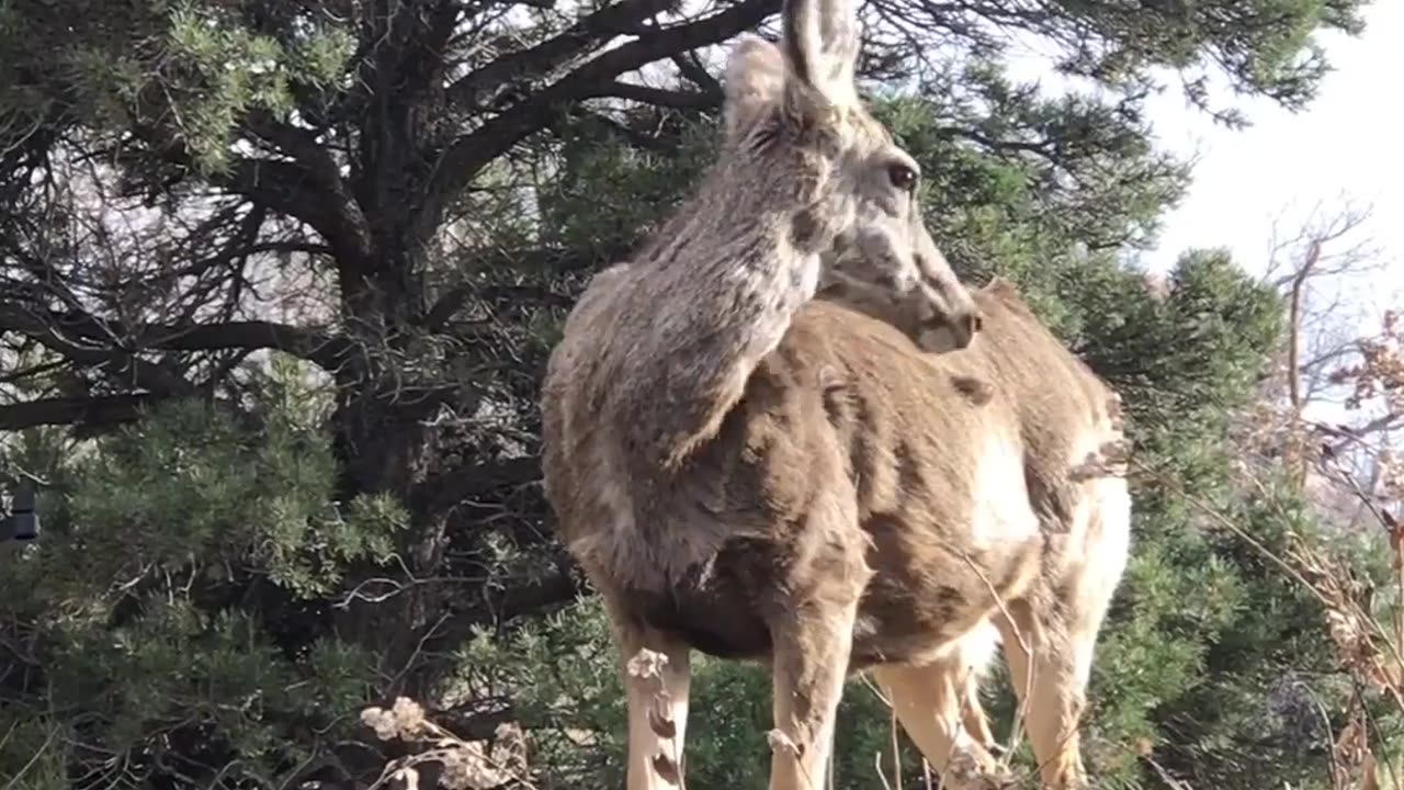 Majestic Mule Deer: A One-Minute Wildlife Encounter